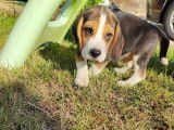 Vente de 4 chiots Beagles tricolores non-LOF de mai 2022