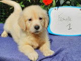 9 chiots Golden Retrievers sable non LOF pour réservation