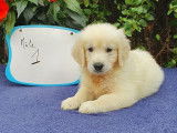 9 chiots Golden Retrievers sable non LOF pour réservation