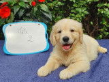 9 chiots Golden Retrievers sable non LOF pour réservation