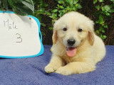 9 chiots Golden Retrievers sable non LOF pour réservation