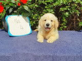 9 chiots Golden Retrievers sable non LOF pour réservation