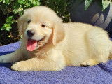 9 chiots Golden Retrievers sable non LOF pour réservation