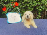 9 chiots Golden Retrievers sable non LOF pour réservation