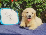9 chiots Golden Retrievers sable non LOF pour réservation
