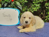 9 chiots Golden Retrievers sable non LOF pour réservation