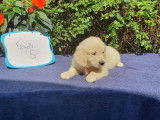9 chiots Golden Retrievers sable non LOF pour réservation