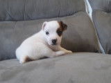 1 chiot Jack Russell à réserver, mâle LOF blanc porteur chocolat 