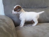 1 chiot Jack Russell à réserver, mâle LOF blanc porteur chocolat 