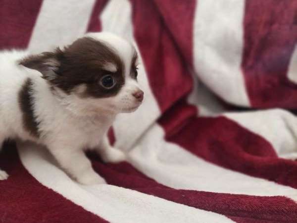 3 chiots Chihuahuas LOF nés en 2022 en attente d’adoption