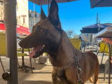 Une chienne Berger Belge Malinois de 4 ans LOF à placer