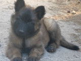 Réservation de 10 chiots Bergers Belges Tervuerens LOF