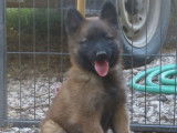 Réservation de 10 chiots Bergers Belges Tervuerens LOF