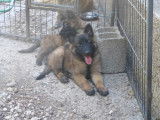 Réservation de 10 chiots Bergers Belges Tervuerens LOF