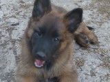 Réservation de 10 chiots Bergers Belges Tervuerens LOF