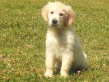 À l'achat : 7 chiots Goldens Retrievers non LOF