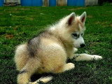 4 chiots Huskies LOF disponibles à l’achat