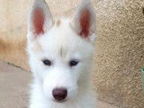 4 chiots Huskies LOF disponibles à l’achat
