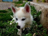 4 chiots Huskies LOF disponibles à l’achat