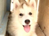 4 chiots Huskies LOF disponibles à l’achat
