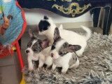 2 chiots Chihuahuas mâles bicolores non LOF à l'achat