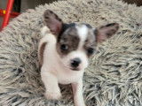 2 chiots Chihuahuas mâles bicolores non LOF à l'achat