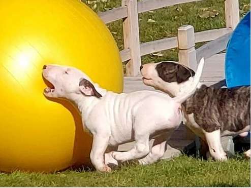 Magnifiques bébés Bull Terrier standard LOF à vendre