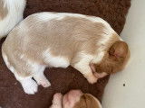 Jolis chiots Cavalier King Charles LOF à vendre