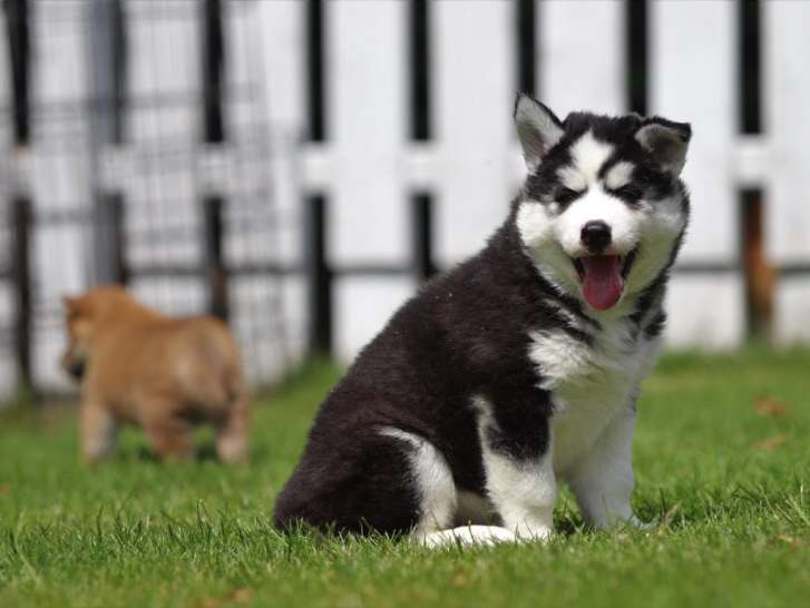 Husky Sibérien chiot à vendre