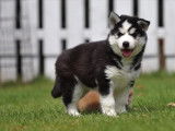 Husky Sibérien chiot à vendre