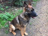 Tyson, Malinois croisé Berger Allemand à l'adoption