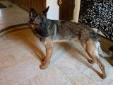Tyson, Malinois croisé Berger Allemand à l'adoption