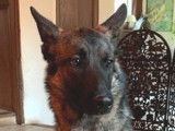 Tyson, Malinois croisé Berger Allemand à l'adoption