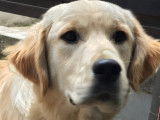 Golden Retriver joueur et affectueux &agrave; vendre