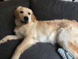 Golden Retriver joueur et affectueux &agrave; vendre
