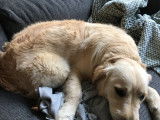 Golden Retriver joueur et affectueux &agrave; vendre