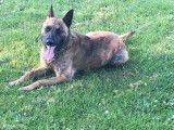 Chien adulte de race Berger Hollandais Mâle à donner