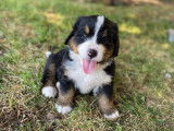 Chiots Bouviers Bernois (LOSH)