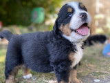 Chiots Bouviers Bernois (LOSH)