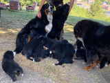 Chiots Bouviers Bernois (LOSH)