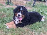 Chiots Bouviers Bernois (LOSH)