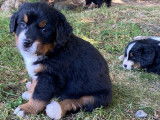 Chiots Bouviers Bernois (LOSH)