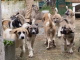 Chiots Mâtins Transmontano LOF à vendre