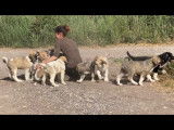 Chiots Mâtins Transmontano LOF à vendre
