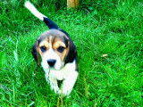 Beaux chiots Beagle à vendre