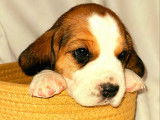 Beaux chiots Beagle à vendre