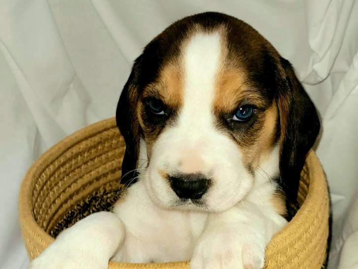 Beaux chiots Beagle à vendre