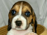 Beaux chiots Beagle à vendre