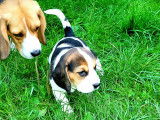 Beaux chiots Beagle à vendre