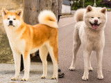 Chiots Akita Inu LOF disponibles